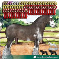 Horse Color:Gray Silver Black Sabino 