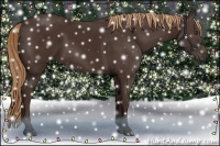 Horse Color:Liver Chestnut Rabicano 