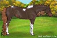 Horse Color:Liver Chestnut Sabino Tobiano Rabicano