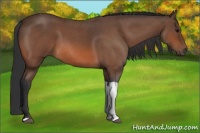 Horse Color:Bay Roan Tobiano
