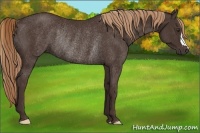 Horse Color:Liver Chestnut Rabicano