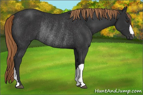 Horse Color:Gray Liver Chestnut Rabicano 