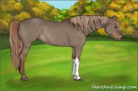 Horse Color:Liver Red Dun Rabicano 