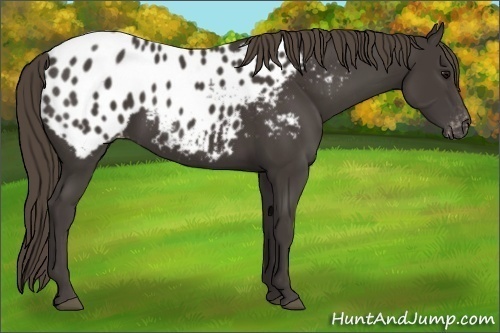 Horse Color:Smoky Black Appaloosa