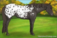 Horse Color:Smoky Black Appaloosa 