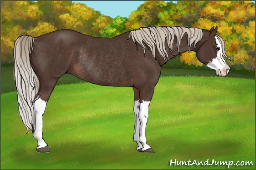 Horse Color:Liver Chestnut Splash Rabicano