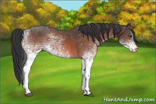 Horse Color:White Spotted Bay