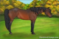 Horse Color:Brown 