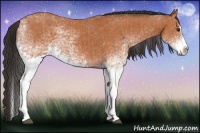 Horse Color:White Spotted Bay Splash  and White Spotted Bay Splash 