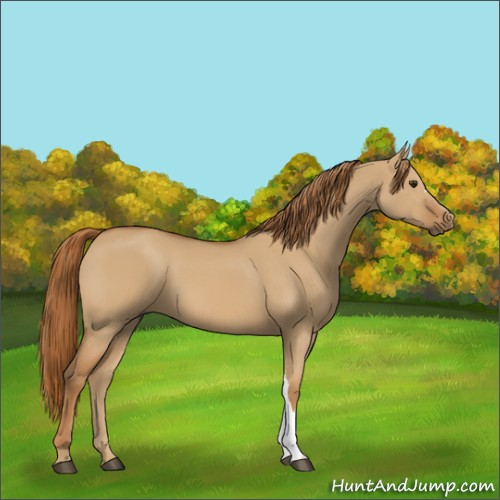 Horse Color:Red Dun 