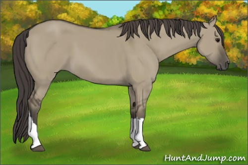 Horse Color:Smoky Grullo