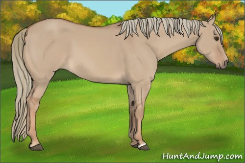Horse Color:Red Dun