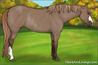 Horse Color:Liver Red Dun Rabicano 