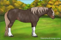 Horse Color:Liver Chestnut Rabicano 