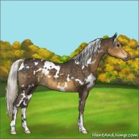 Horse Color:White Spotted Silver Smoky Black 