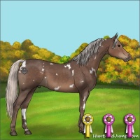 Horse Color:White Spotted Silver Black