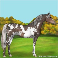 Horse Color:White Spotted Silver Black
