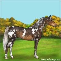 Horse Color:White Spotted Silver Smoky Black 