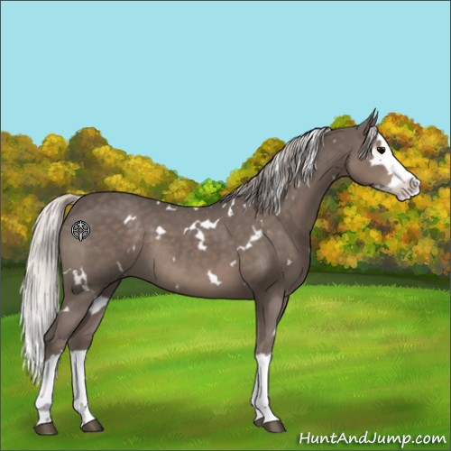 Horse Color:White Spotted Silver Black Splash