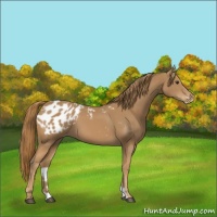 Horse Color:Chestnut Appaloosa 