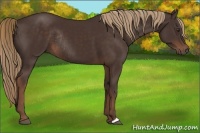 Horse Color:Liver Chestnut Rabicano 