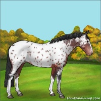 Horse Color:White Spotted Brown Appaloosa 