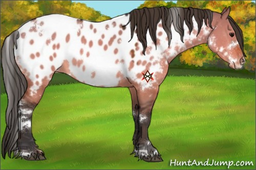 Horse Color:White Spotted Bay Dun Appaloosa 