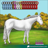 Horse Color:Liver Chestnut Mushroom Appaloosa 