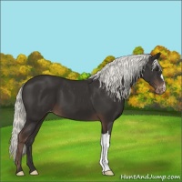 Horse Color:Liver Chestnut Mushroom Varnish 