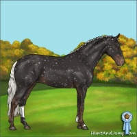 Horse Color:Liver Chestnut Mushroom Appaloosa 