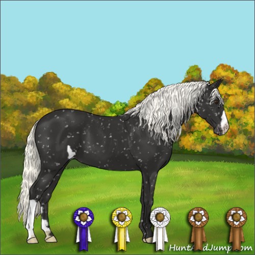 Horse Color:Liver Chestnut Appaloosa