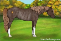Horse Color:Liver Chestnut Rabicano 