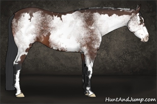 Horse Color:White Spotted Bay Splash Frame
