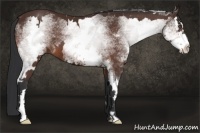 Horse Color:White Spotted Bay Splash Frame 