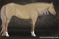 Horse Color:Chocolate Palomino Dun