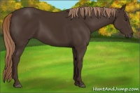Horse Color:Liver Chestnut Rabicano 