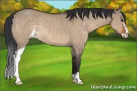 Horse Color:Brown Dun Sabino Rabicano