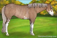 Horse Color:Silver Brown Dun Sabino Rabicano 