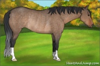 Horse Color:Brown Dun Rabicano 