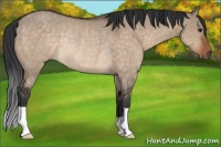 Horse Color:Brown Dun Rabicano