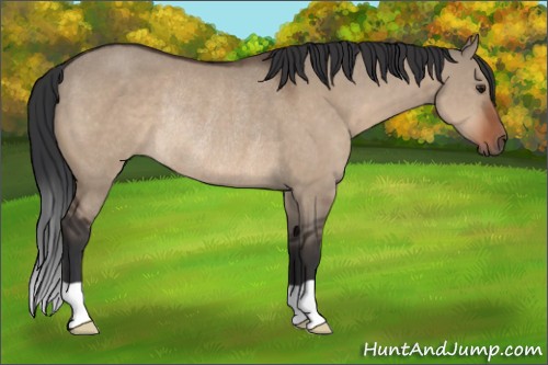 Horse Color:Brown Dun Rabicano 