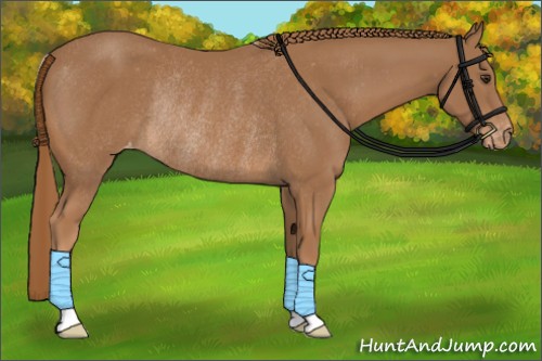 Horse Color:Chestnut Appaloosa Rabicano