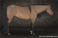 Horse Color:Brown Dun 