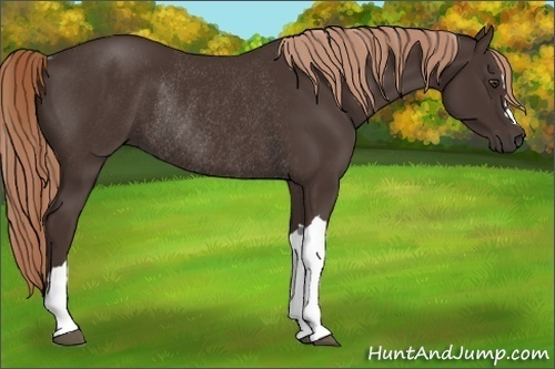 Horse Color:Liver Chestnut Rabicano 