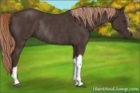 Horse Color:Liver Chestnut Rabicano 