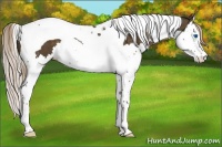 Horse Color:Chocolate Palomino Splash Tobiano