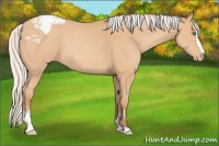 Horse Color:Silver Amber Champagne Sabino Appaloosa