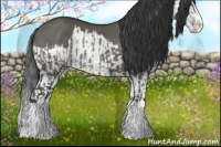 Horse Color:Grullo Sabino Splash and Grullo Sabino Splash