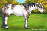 Horse Color:White Spotted Brown Roan Frame 