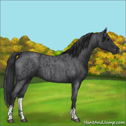 Horse Color:Blue Roan  and Blue Roan 